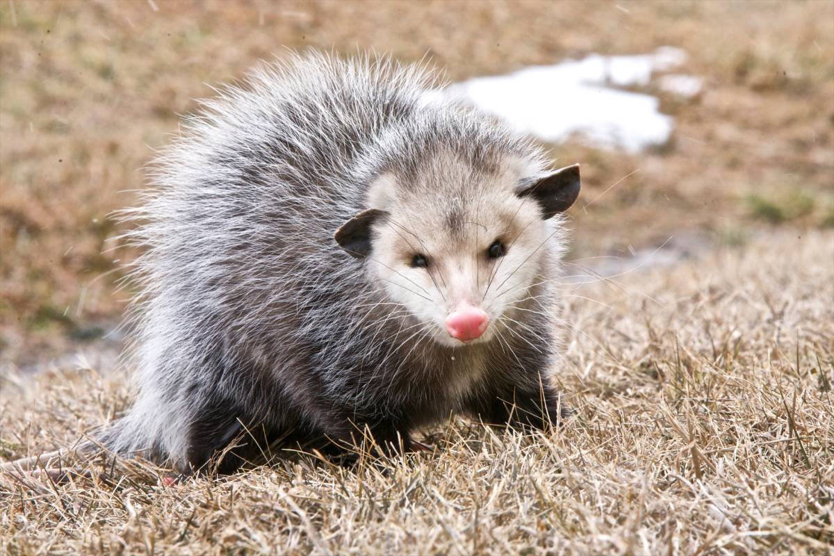 Opossums are not primarily burrowers