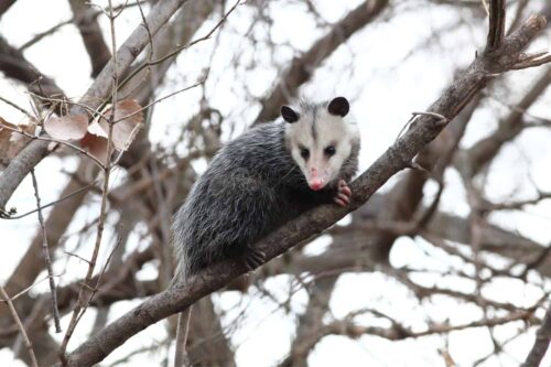 Do opossums climb trees? Yes they do.