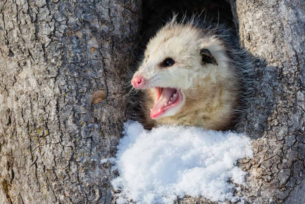 An opossum in its tree nest in winter