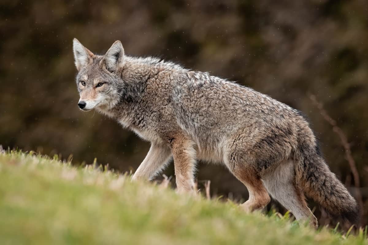 Ecological Impact of Coyotes' Presence in South Carolina