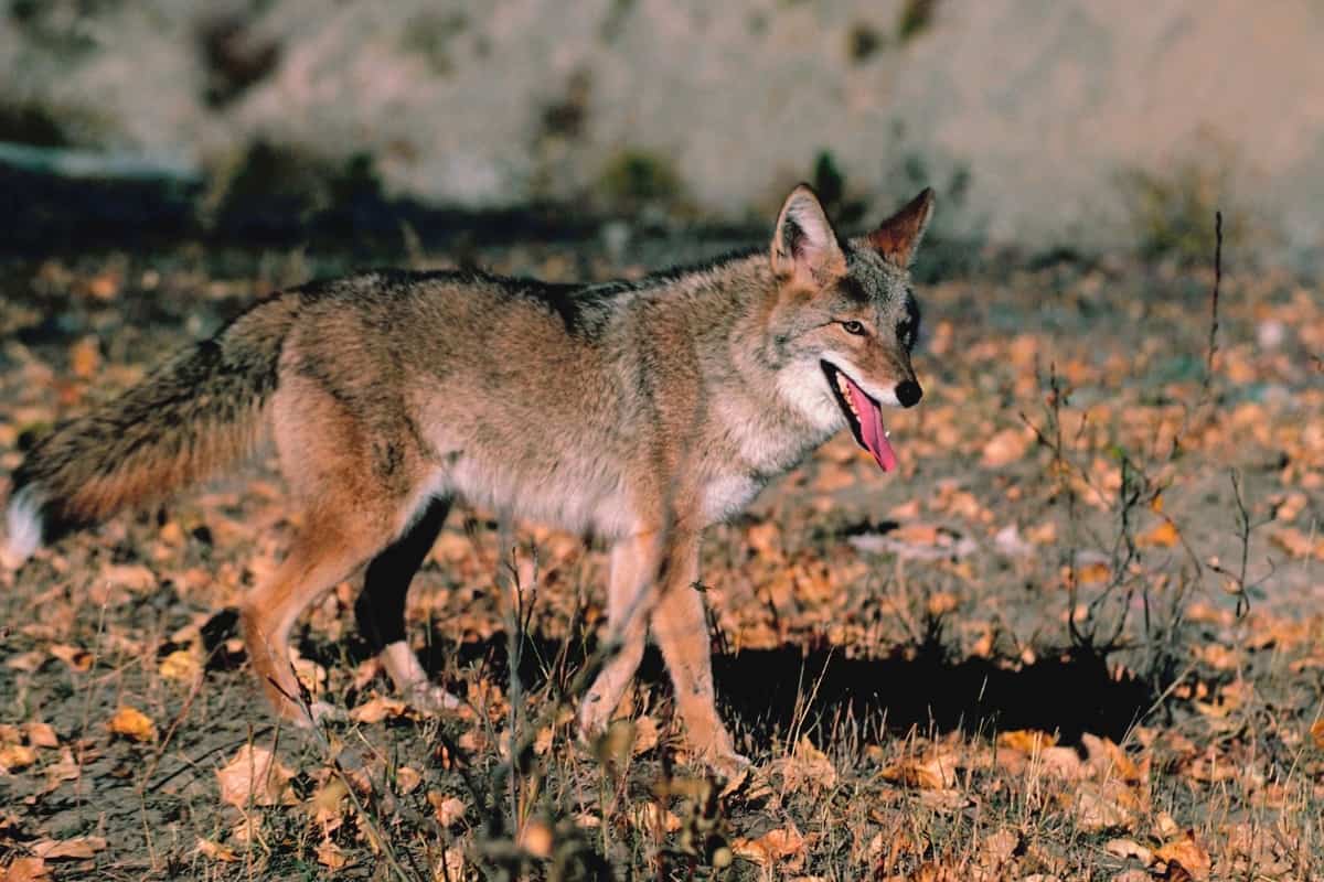 Evolution of Coyote Populations in the State