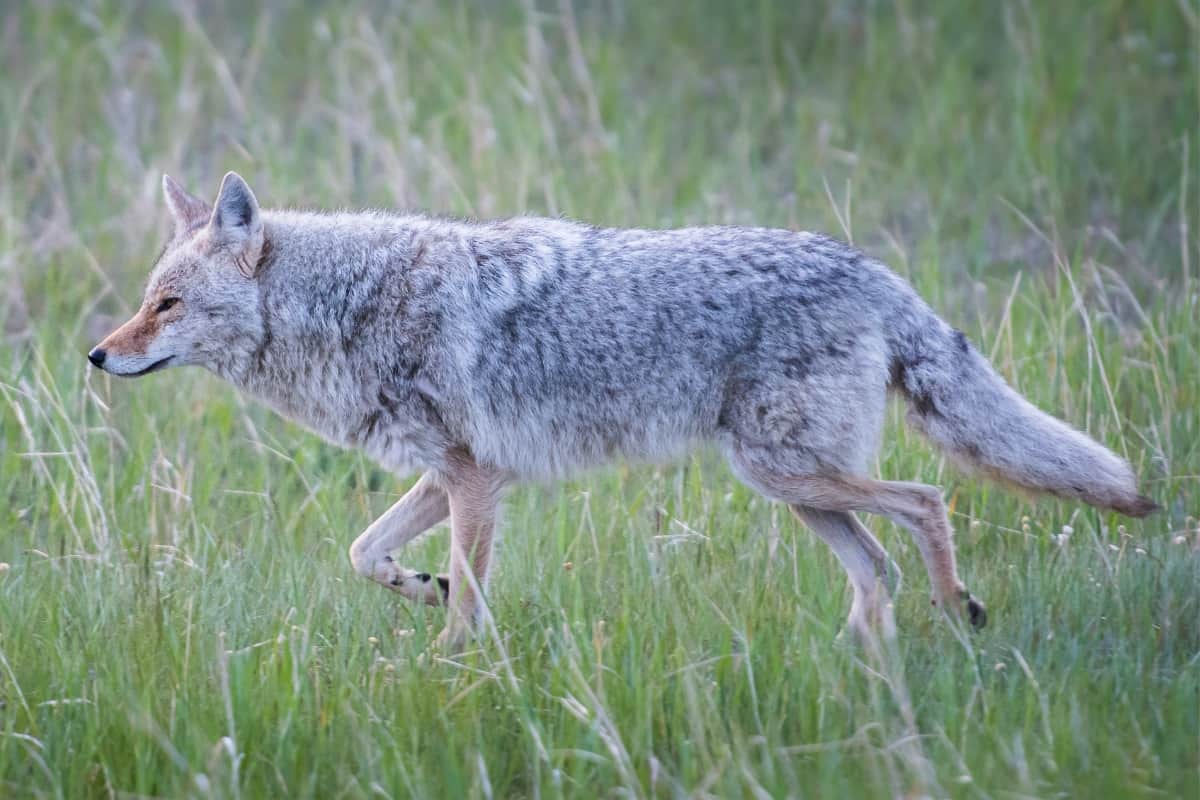 Facts and Fictions Regarding Coyotes in Missouri