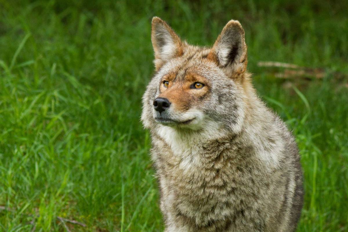 Historical presence of the coyotes in Michigan