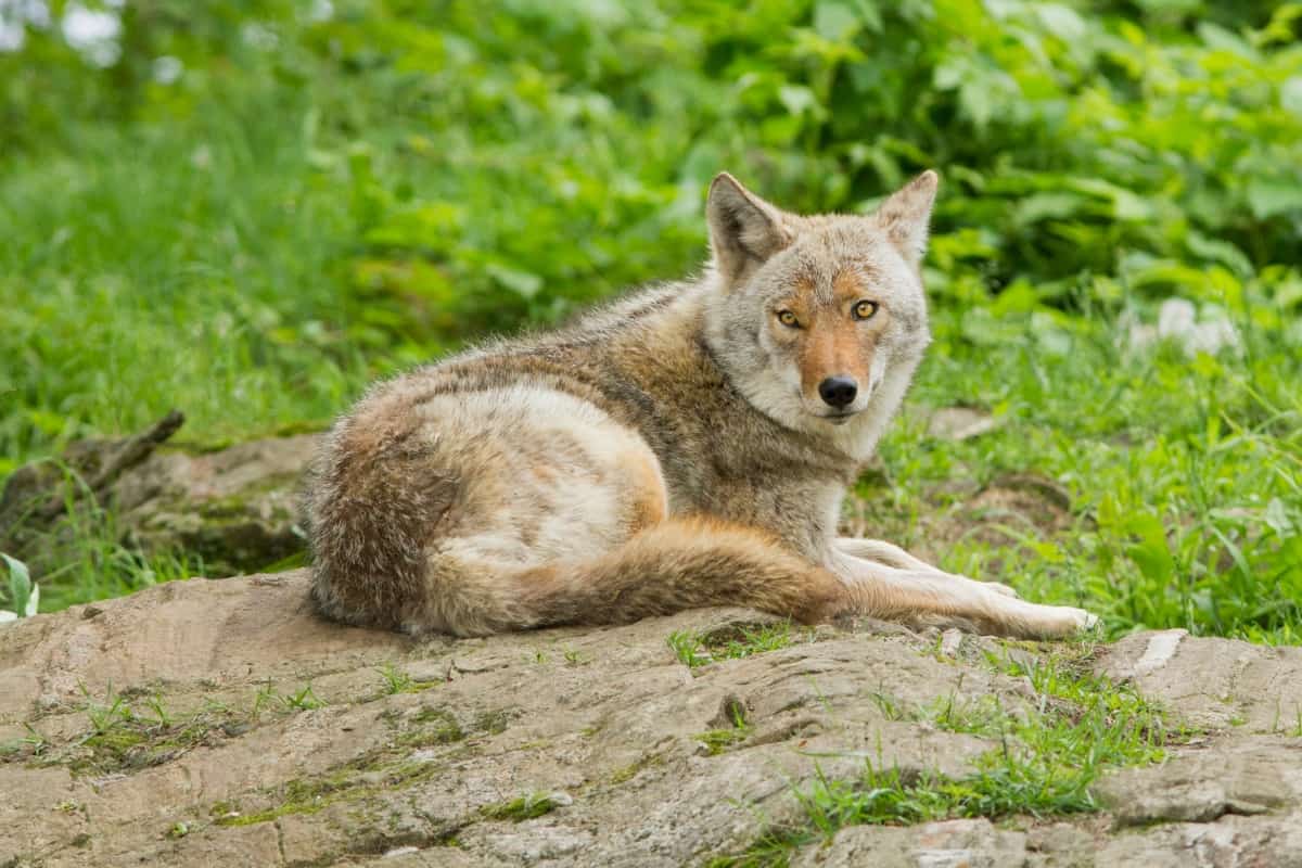 History & Background of Coyotes in Minnesota