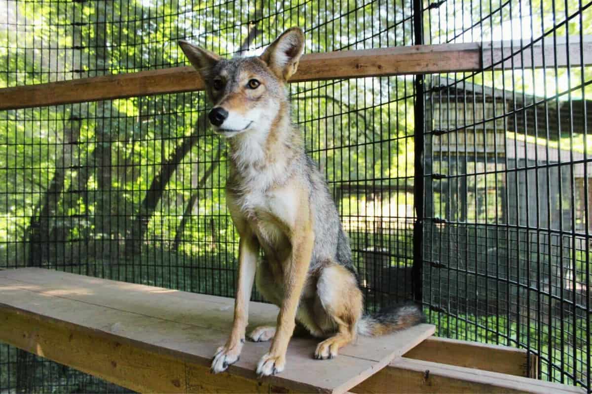 A coyote at a urine collection farm
