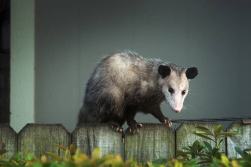 How big do opossums get Opossum Sizes comparison