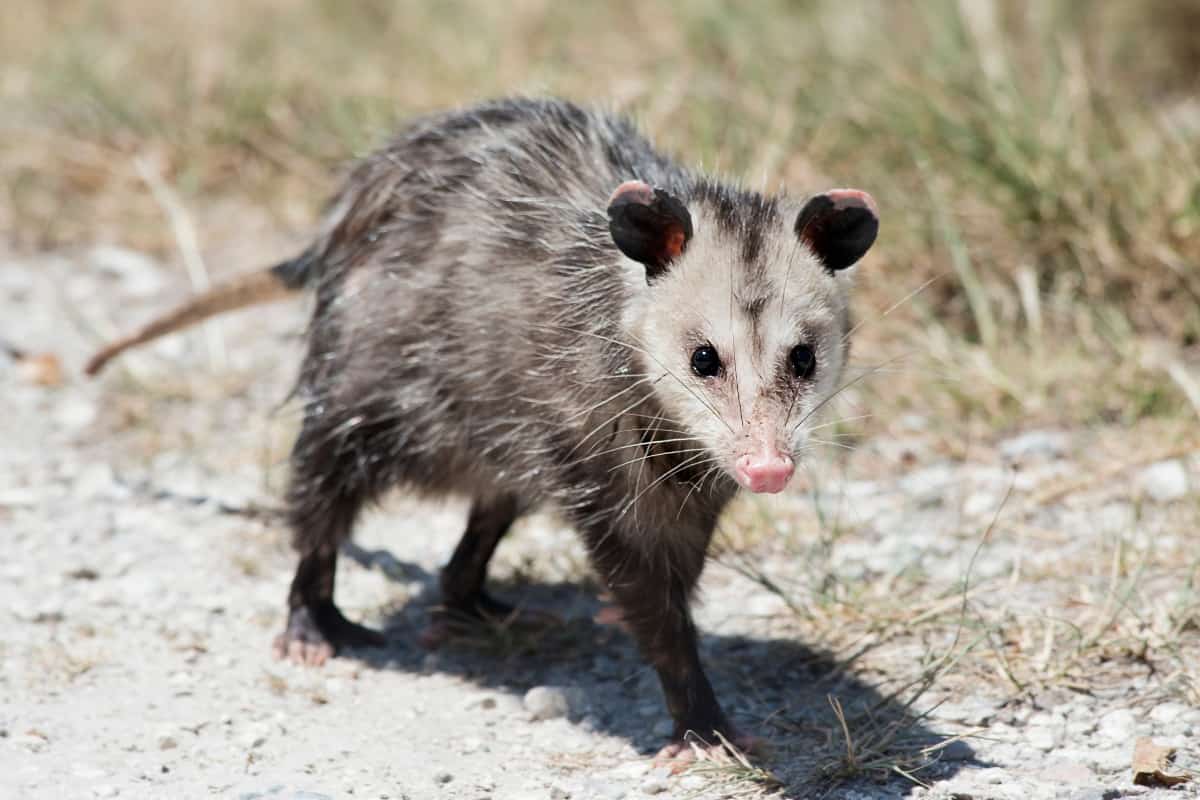 An Opossum having a length of 10-15 inches 