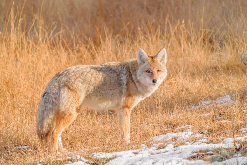 An interaction with a coyote in the fields