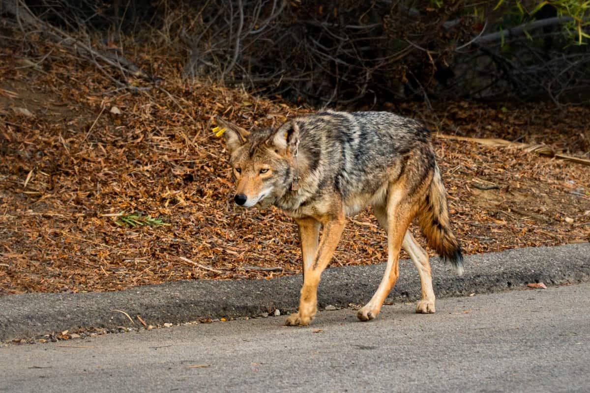 An Interaction with an urban coyote on the road in South Carolina