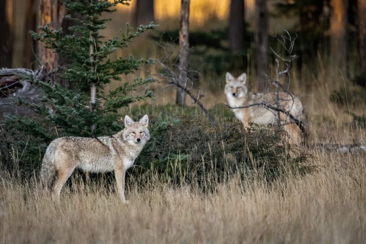Hunting Rules for Coyotes in South Carolina