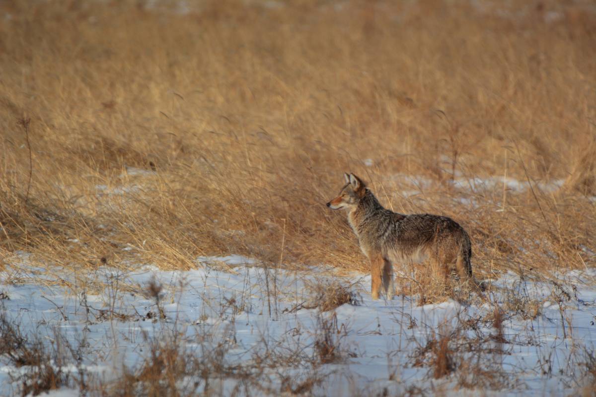 Legal and Ethical Considerations of coyotes in Missouri