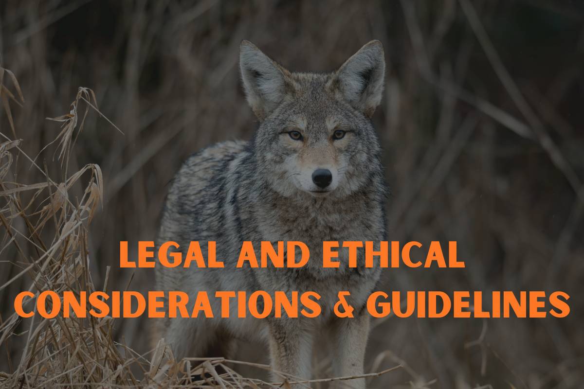Legal and ethical considerations, guidelines for using coyote pee