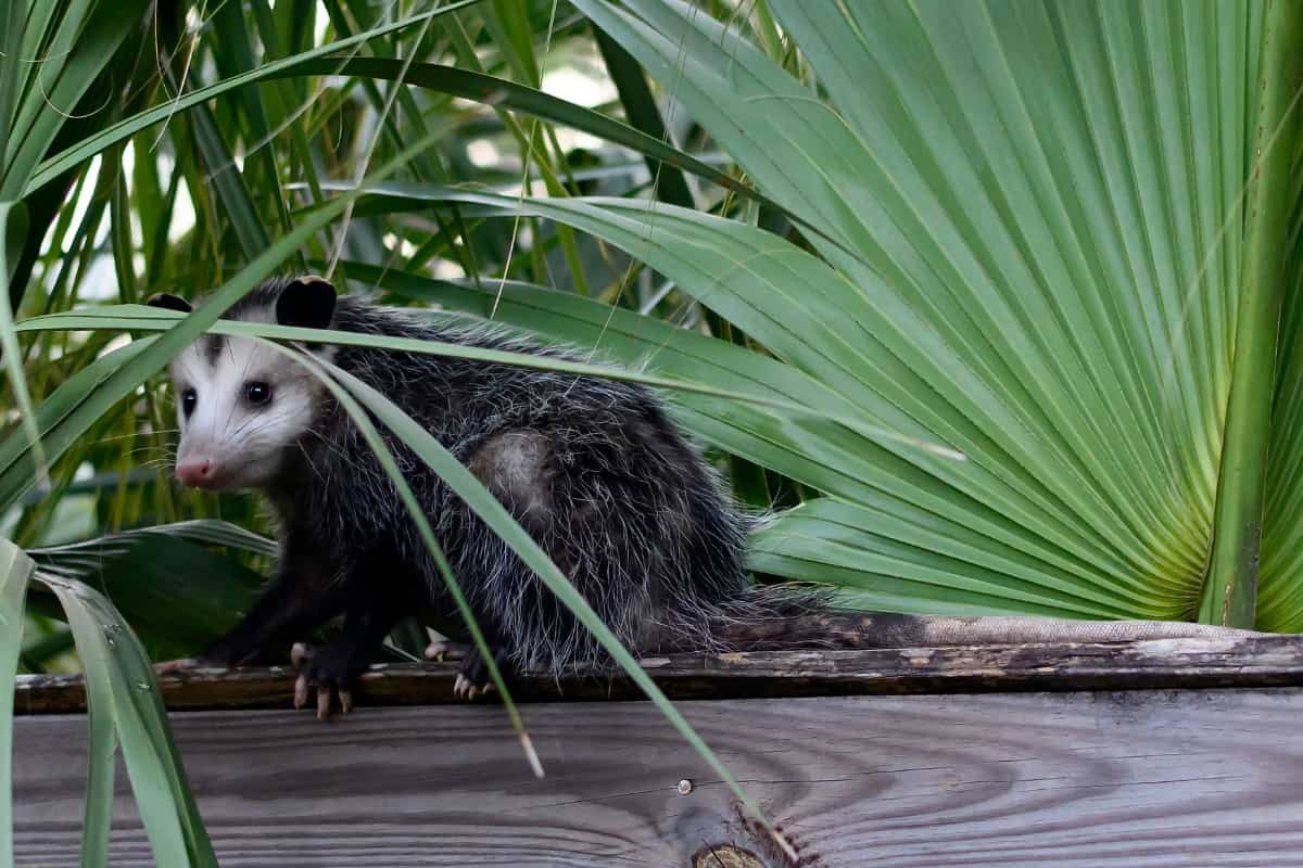 Opossum Droppings in Popular Culture & Media
