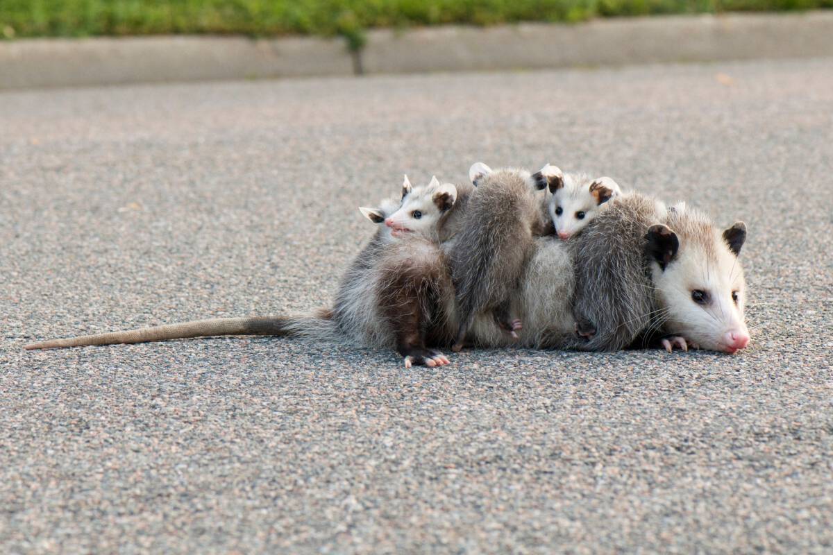 Opossum litter with mother