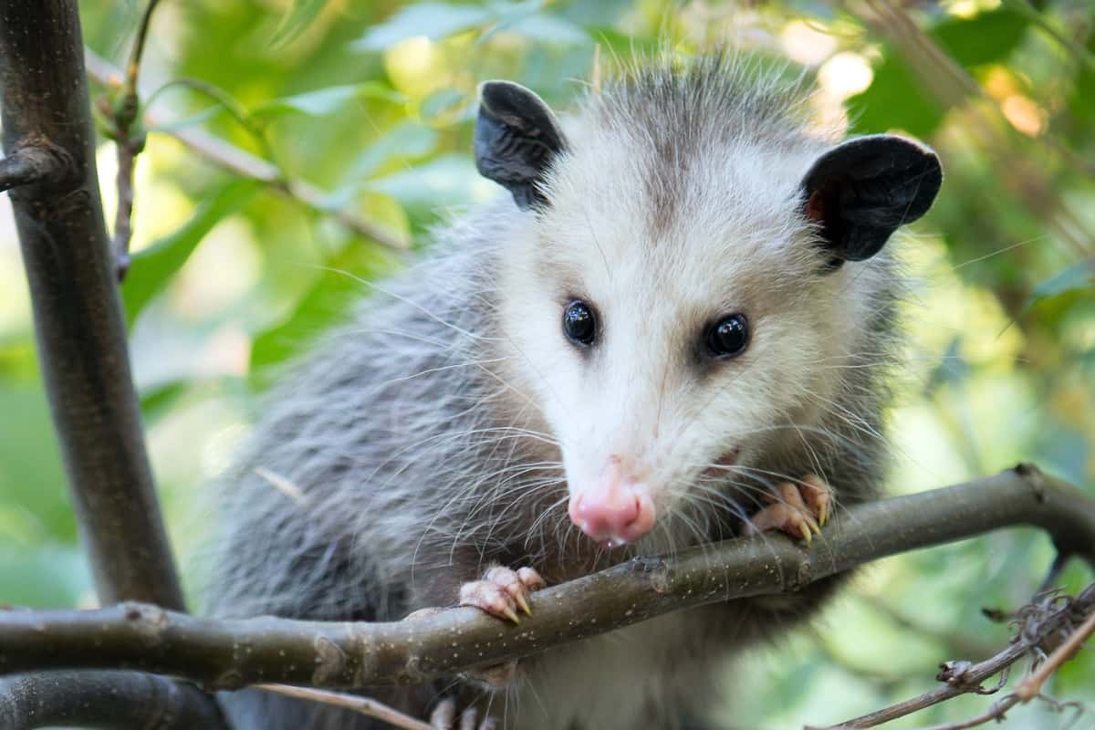 Opossum's Unique Features As A Pet
