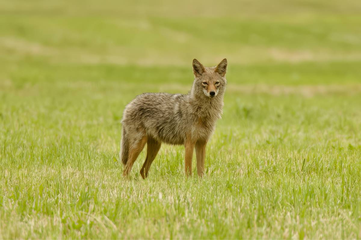 Regulations Regarding Coyote Hunting and Trapping