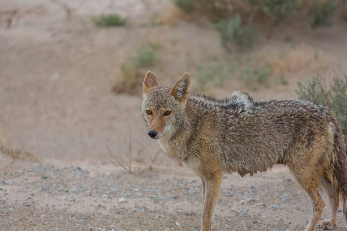 Traits and Characteristics of Missouri's Coyote