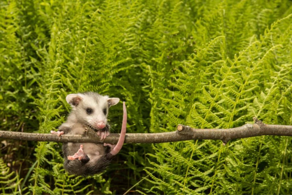 Tree climbing techniques by opossums