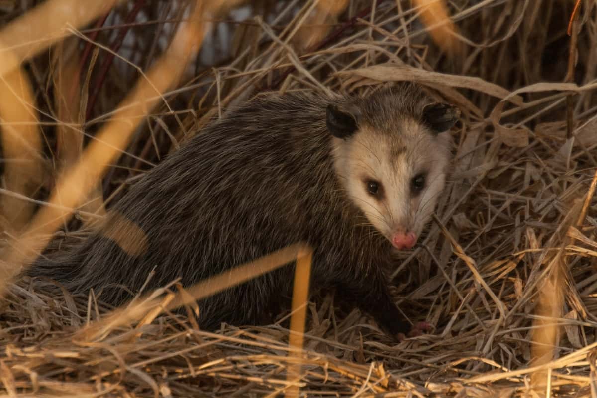 An opossum in its nest in the farms