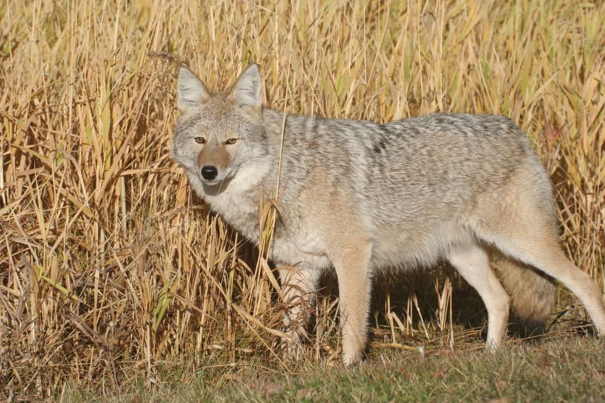 A coyote in the fields of South Haven