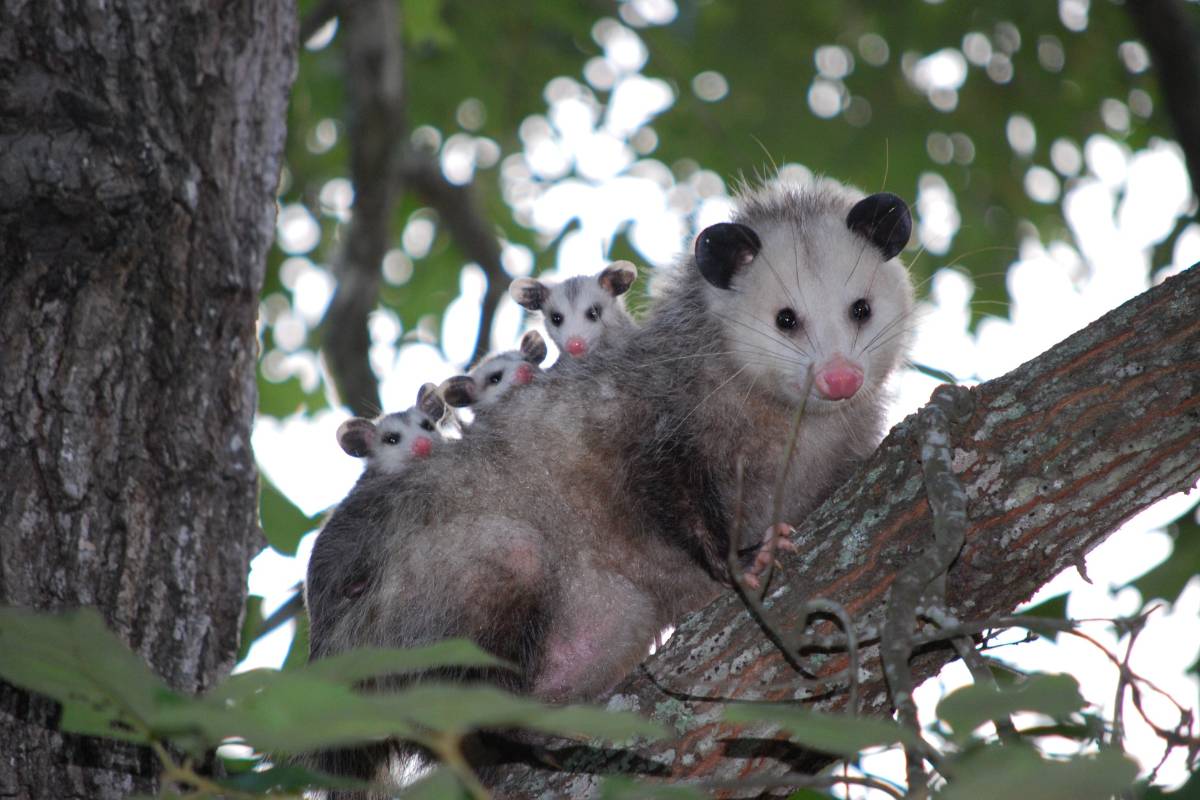 Where do opossums live, habitat, nests