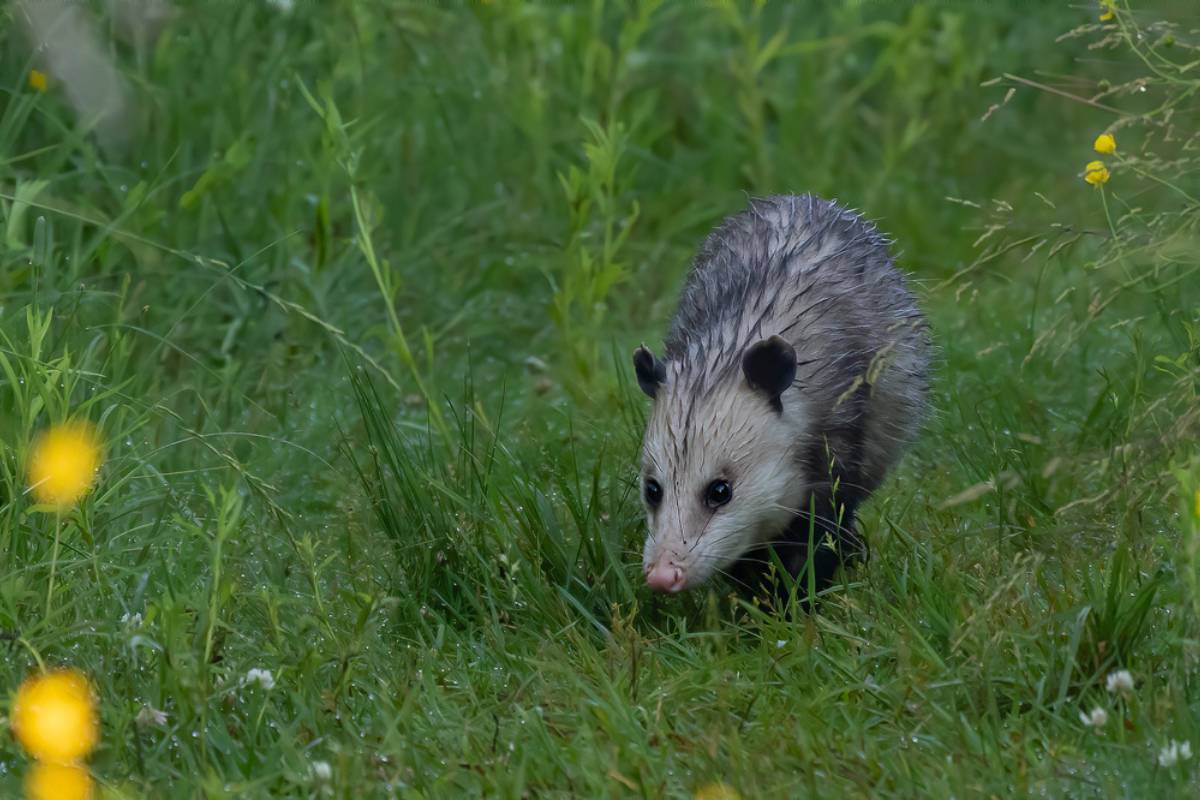Opossum habitat in the grassland