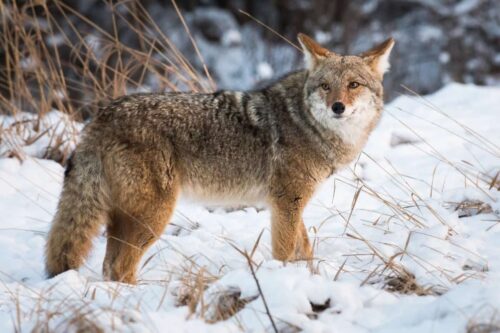 Coyotes in Minnesota migrated from west