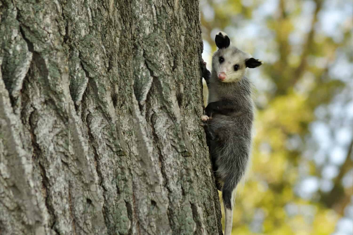 picture depicting how do opossums climb trees