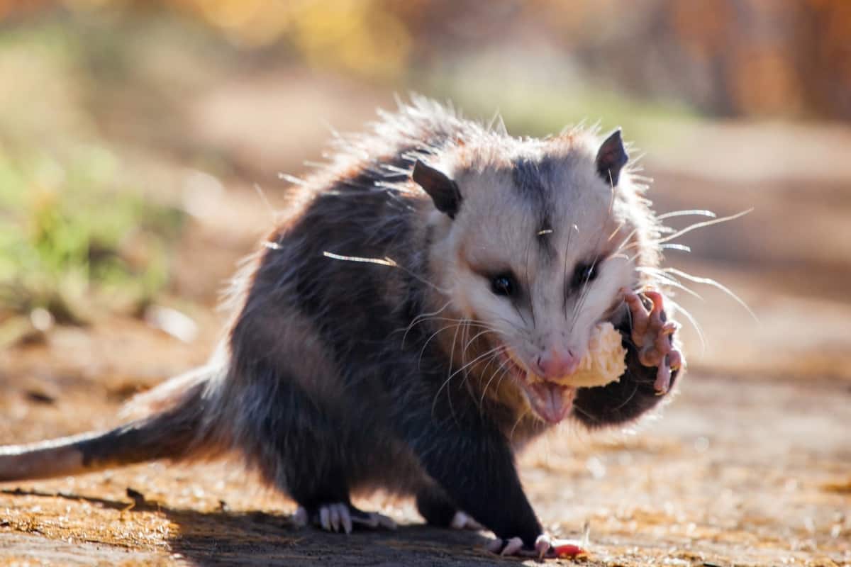Understanding the link between opossum size and diet