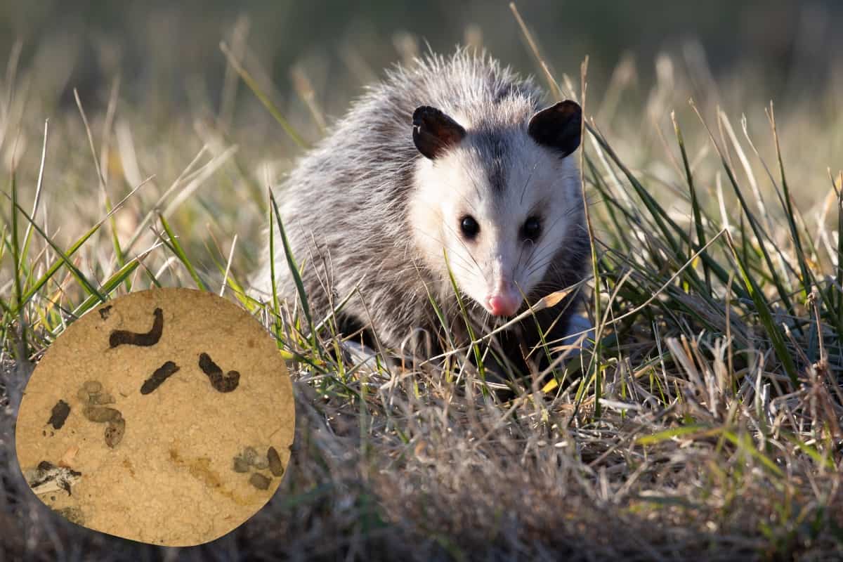 what does opossum poop look like